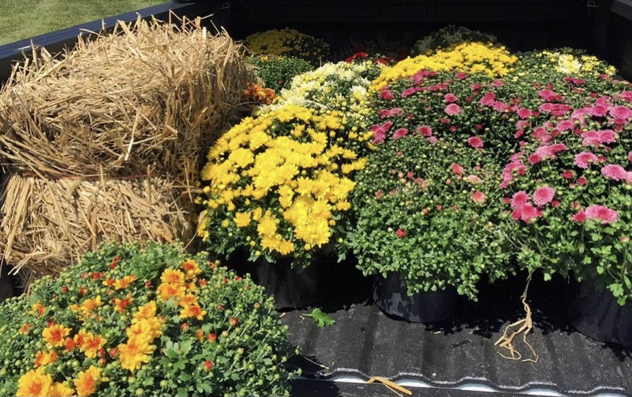 Becker's Nursery - Seasonal Plants
